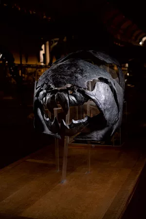 Fossile de placoderme Dunkleosteus terrelli