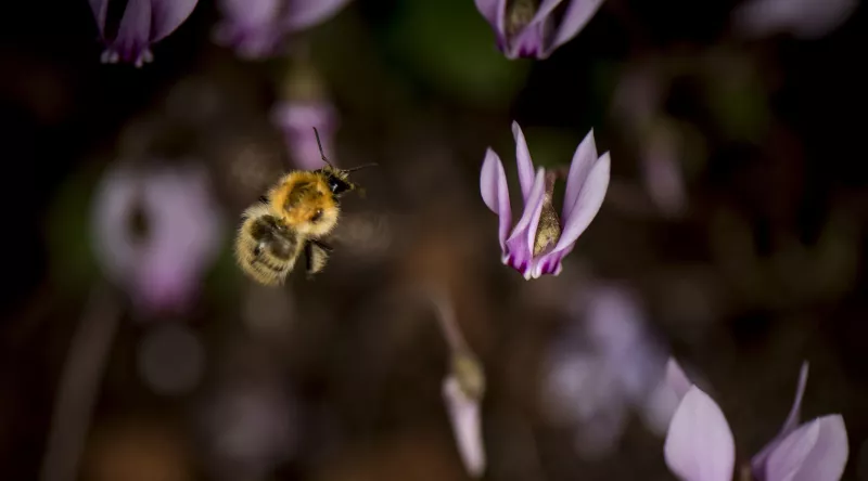 Bourdon des champs (Bombus pascuorum)