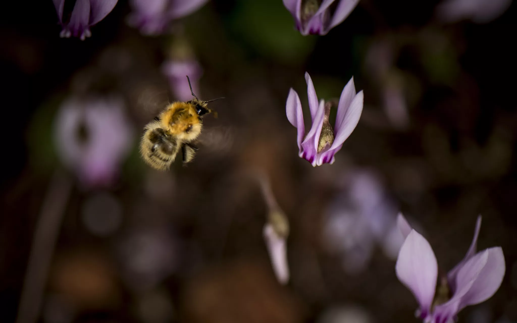 Bourdon des champs (Bombus pascuorum) butinant une fleur de cyclamen de Naples (Cyclamen hederifolium) © MNHN - A. Iatzoura Bourdon des champs (Bombus pascuorum)