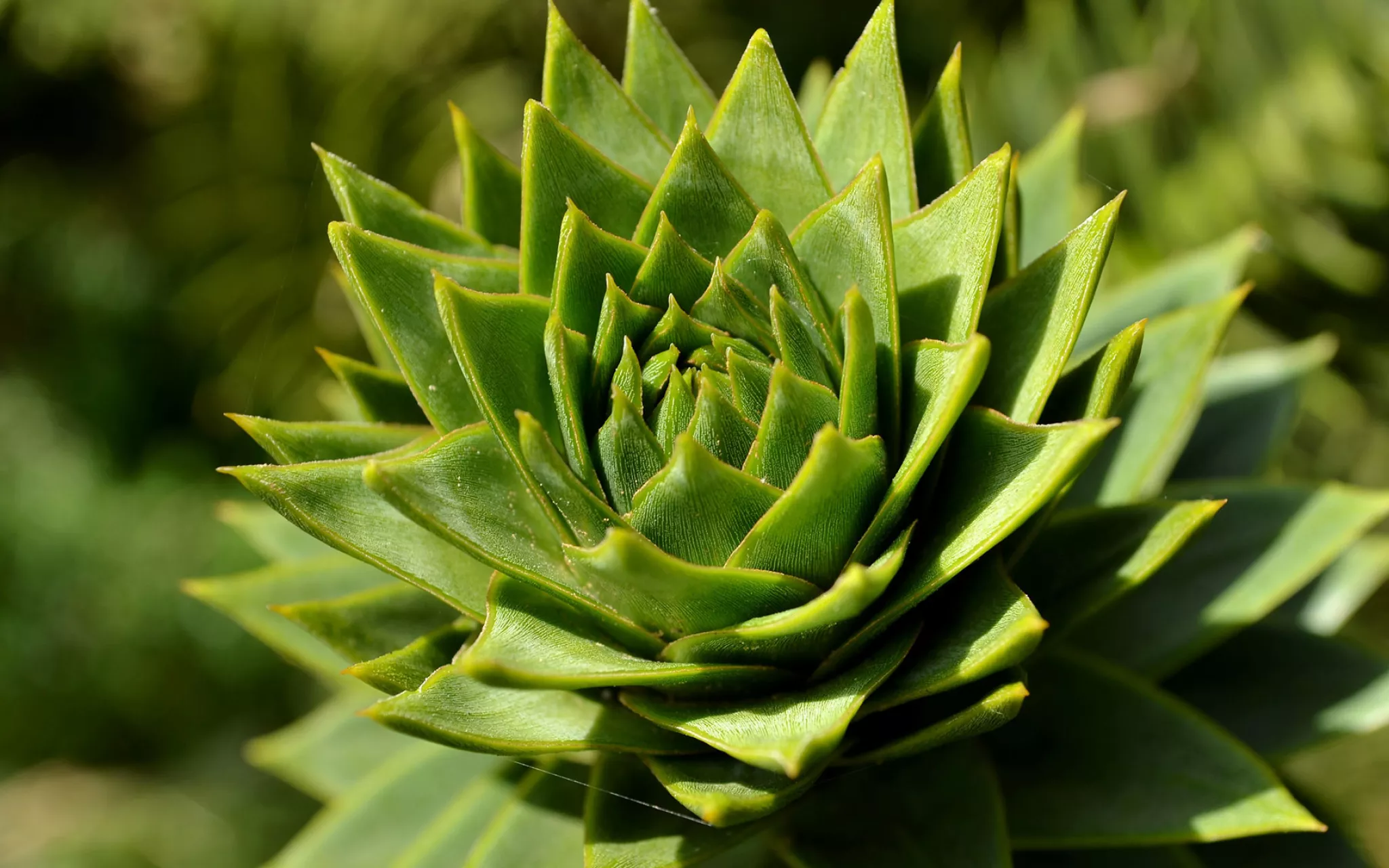 Araucaria du Chili - Arboretum de Versailles-Chèvreloup © MNHN - J. Munier