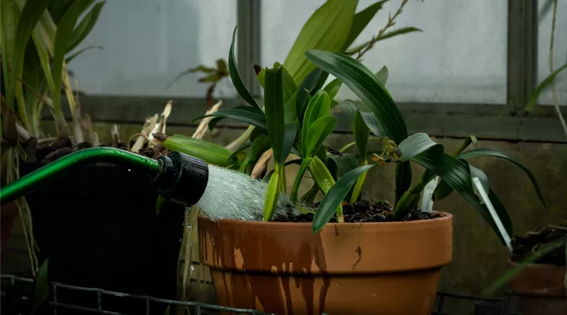 Arrosage d'une orchidée après son rempotage