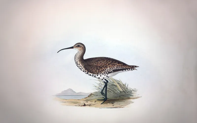Illustration représentant le courlis à bec grêle (Numenius tenuirostris)