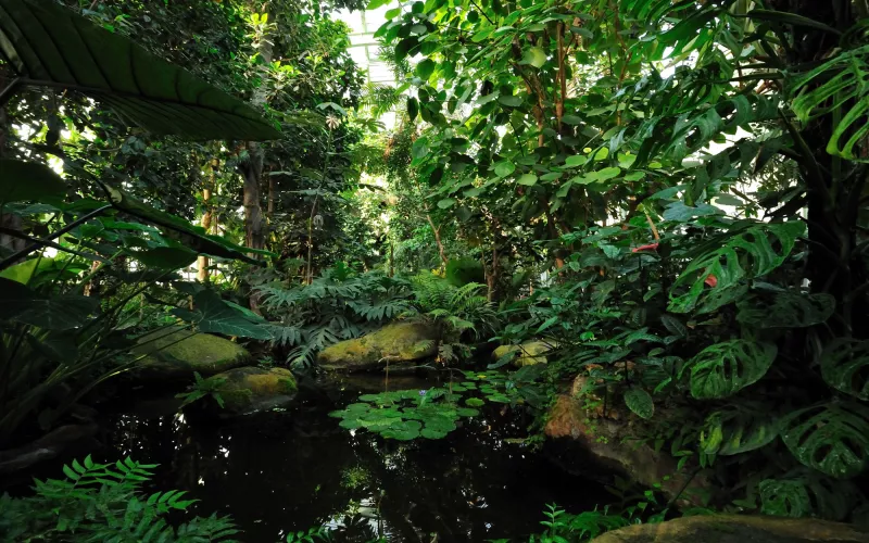 Serre des forêts tropicales humides