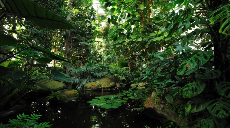 Serre des forêts tropicales humides