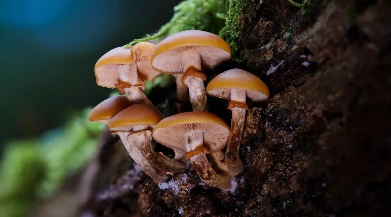 Galère marginée (Galerina marginata)