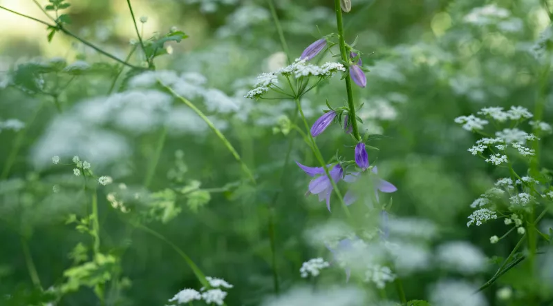 Fleurs sauvages au jardin écologique - Jardin des Plantes