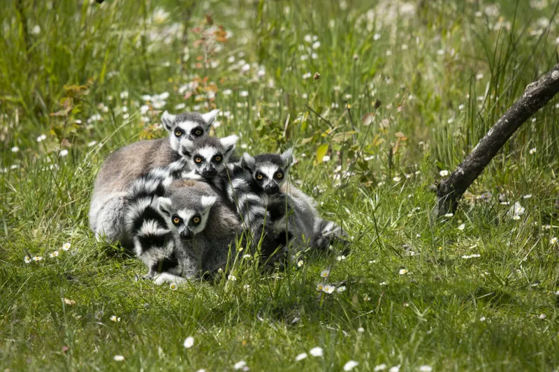 Maki catta ou lémur catta