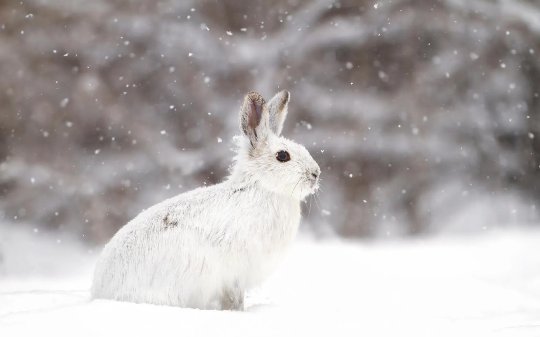 Lièvre d'Amérique (Lepus americanus) dans la neige © J. Cumming - stock.adobe.com Lièvre blanc dans la neige