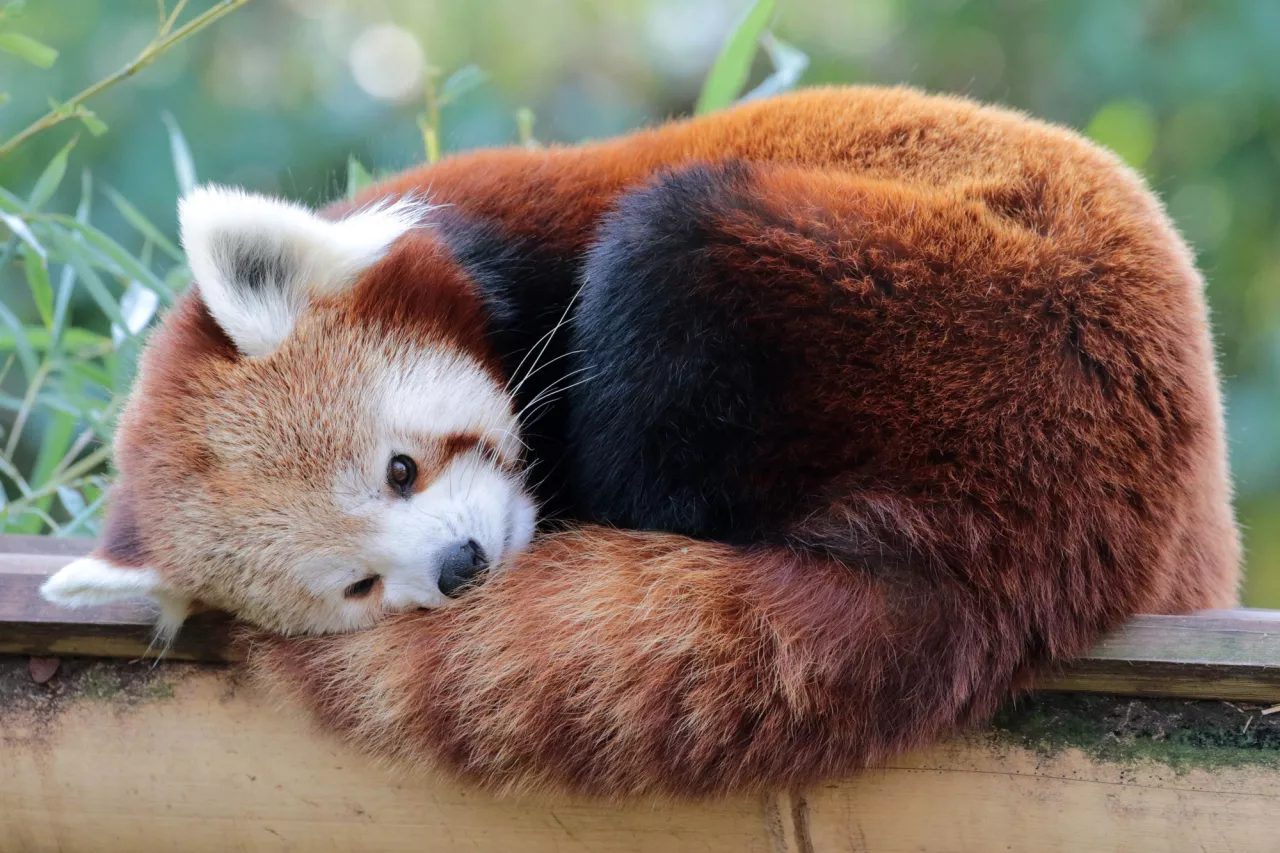 Maya, la femelle panda roux