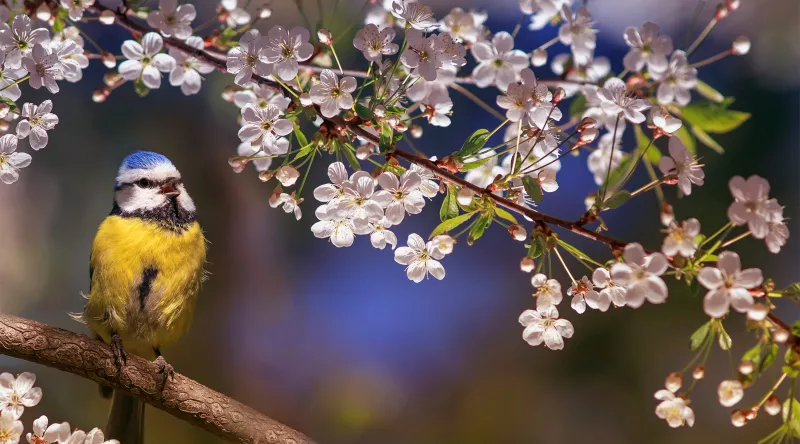 Mésange bleue posée sur la branche d'un arbre en fleurs