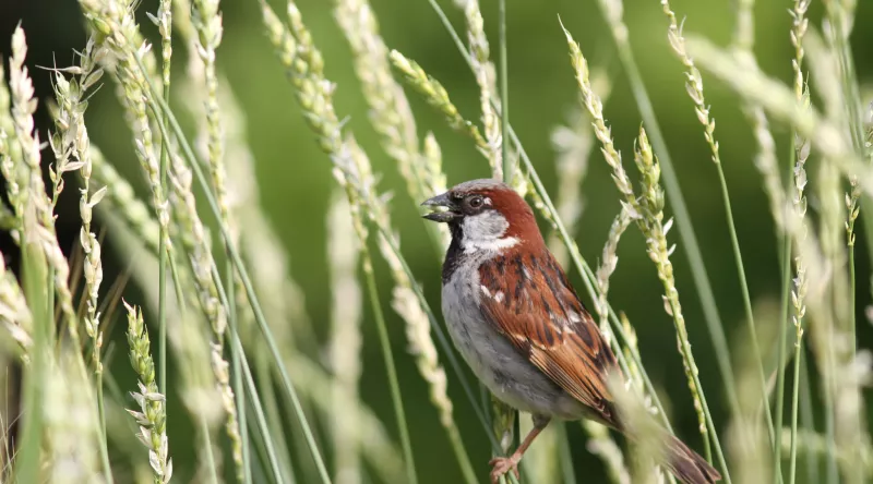 Oiseau - Programme Vigie-Nature