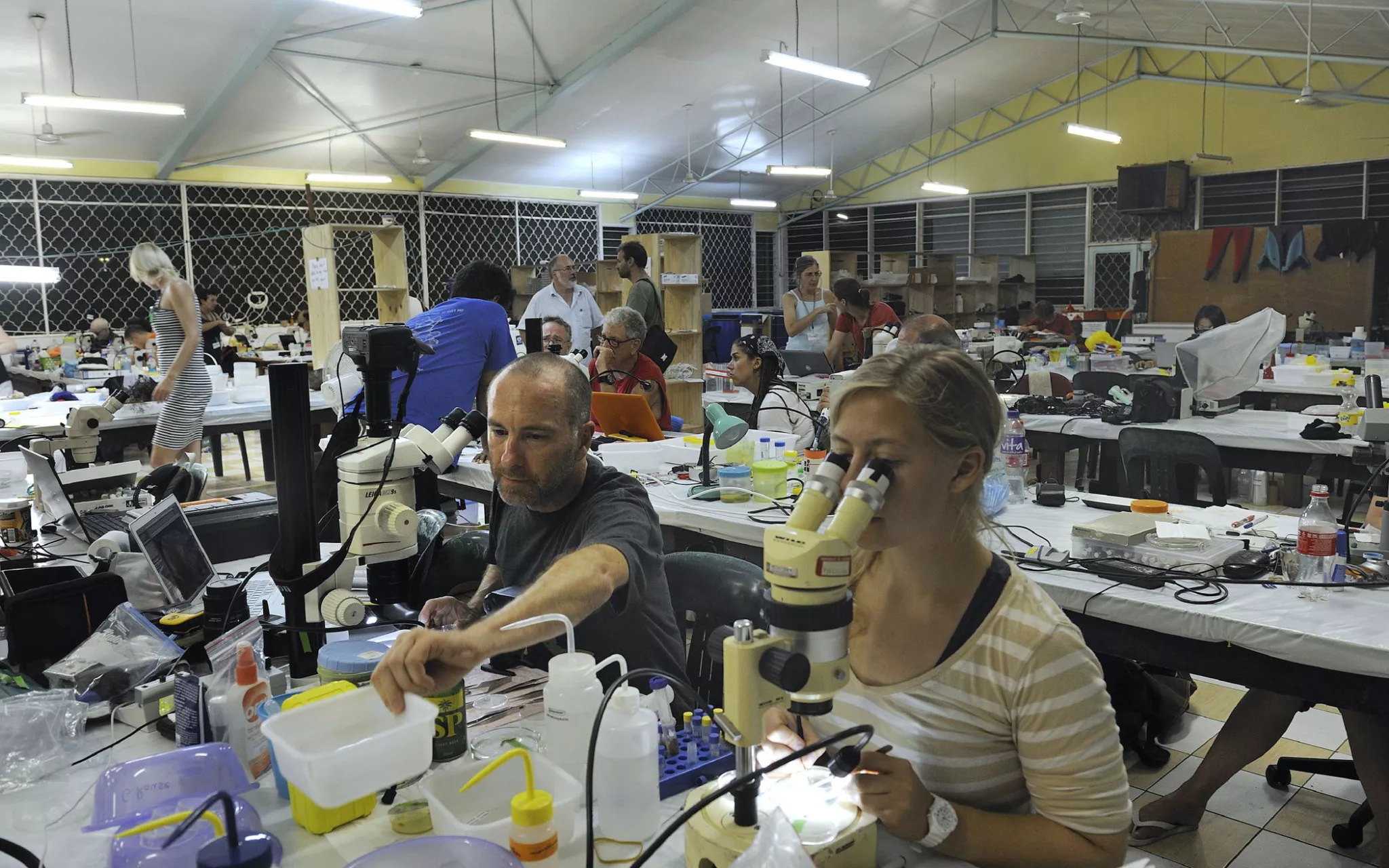"Laboratoire" mis en place pour la durée de la mission, dans les locaux de la Divine Word University à Madang (Papouasie-Nouvelle-Guinée) © MNHN/PNI - X. Desmier