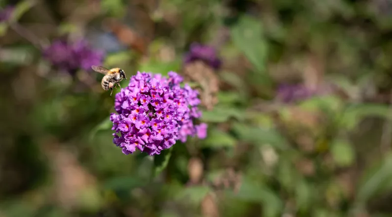 Buddleia de David ou arbre aux papillons