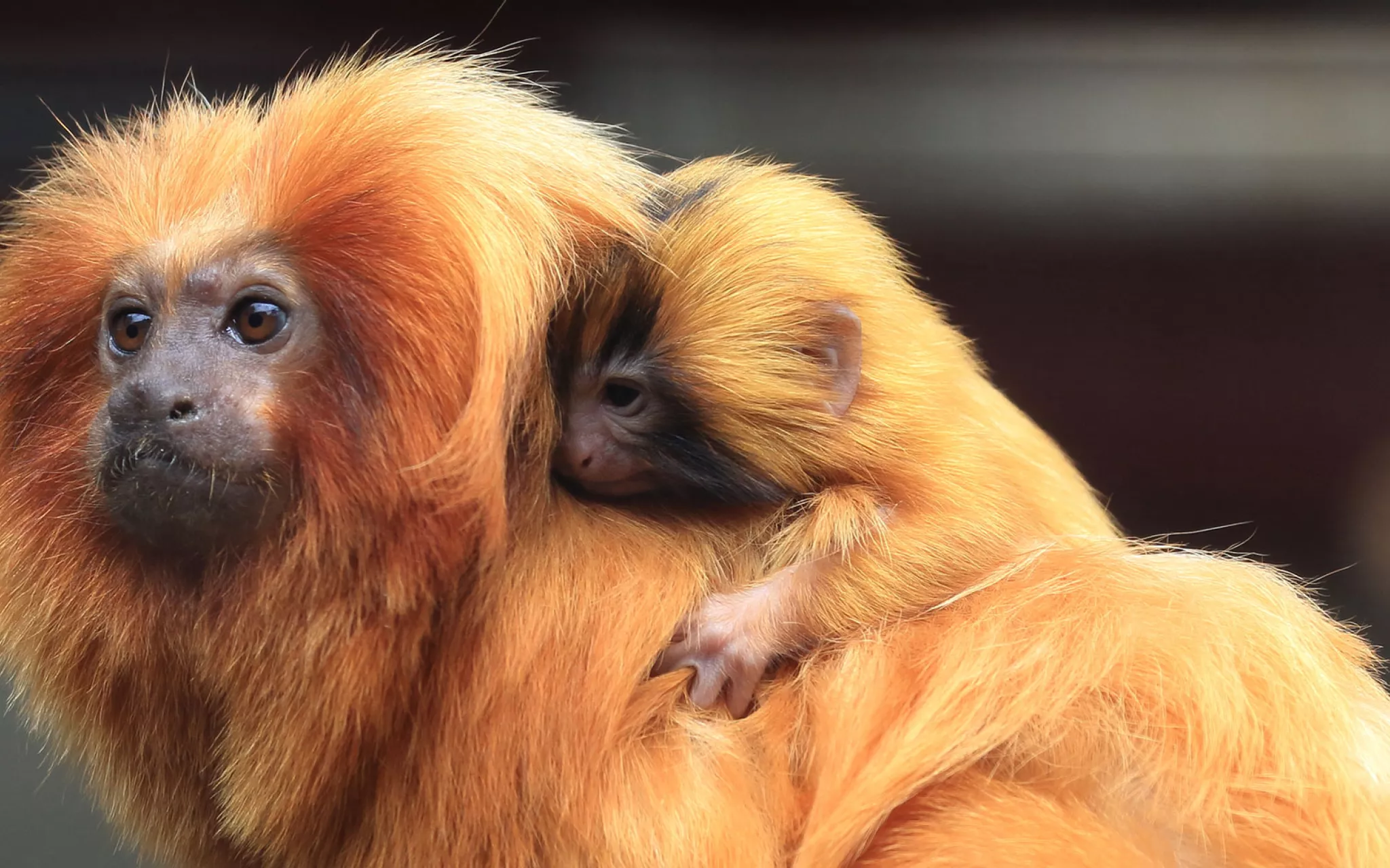 Tamarin-lion doré © MNHN - E. Baril Tamarin