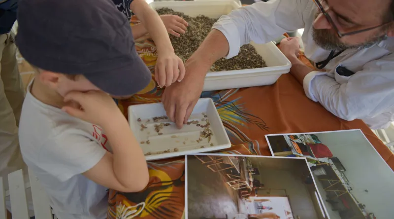Enfant observant des coquillages lors de la Fête de la Science au Muséum